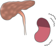 肝炎と腎臓