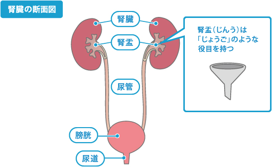腎臓の断面図