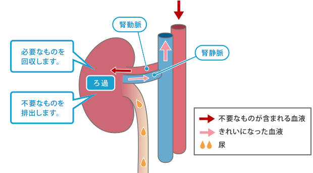 腎臓は血液中から、体に「必要なもの」と「不要なもの」を分別しています。