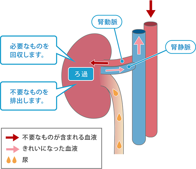 腎臓は血液中から、体に「必要なもの」と「不要なもの」を分別しています。