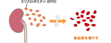 エリスロポエチン（EPO） 赤血球を増やす